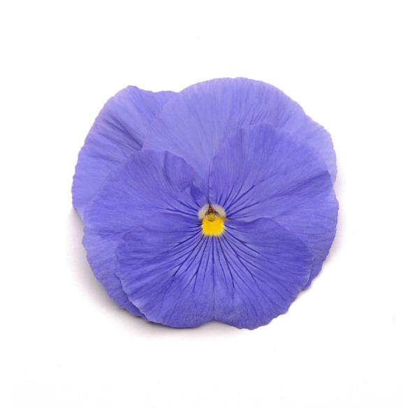 Pansy viola x wittrockiana 'Matrix True Blue'