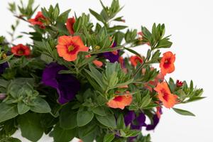 Spring Combo 'Combo #18'