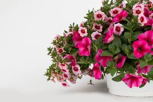 Spring Combo 'Combo #34'