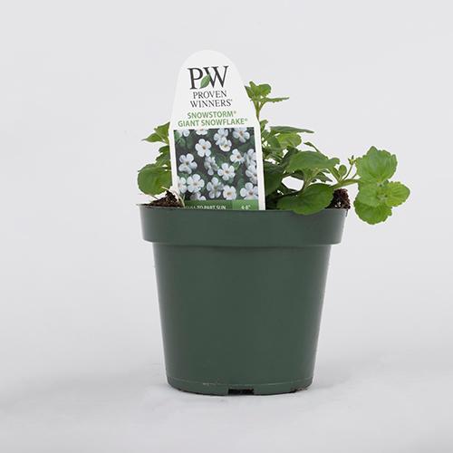 Bacopa sutera cordata 'Snowstorm Giant Snowflake'