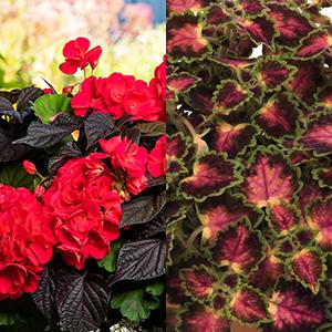 Spring Combo 'Combo #38'